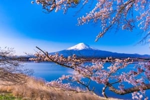 Tokyo: Mount Fuji Private Tour with Scenic Lunch Experience