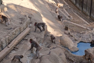 東京高尾山ガイド付きハイキングツアー