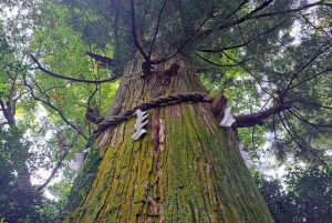 東京高尾山ガイド付きハイキングツアー