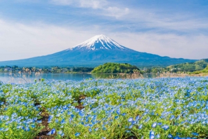 Tokyo: Mt. Fuji, Arakurayama Sengen Park, Oshino Hakkai Tour