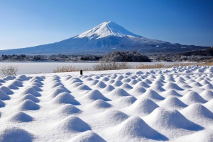 Tokio: Sengen-puisto, Oshino Hakkai Tour