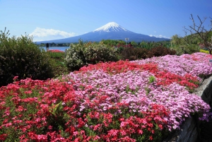 Tokio: Sengen-puisto, Oshino Hakkai Tour