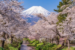 Tokio: Sengen-puisto, Oshino Hakkai Tour