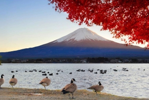 Tokyo: Kamakura og Enoshima-øya / med henting og togtur