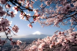 Tokyo: Kamakura og Enoshima-øya / med henting og togtur