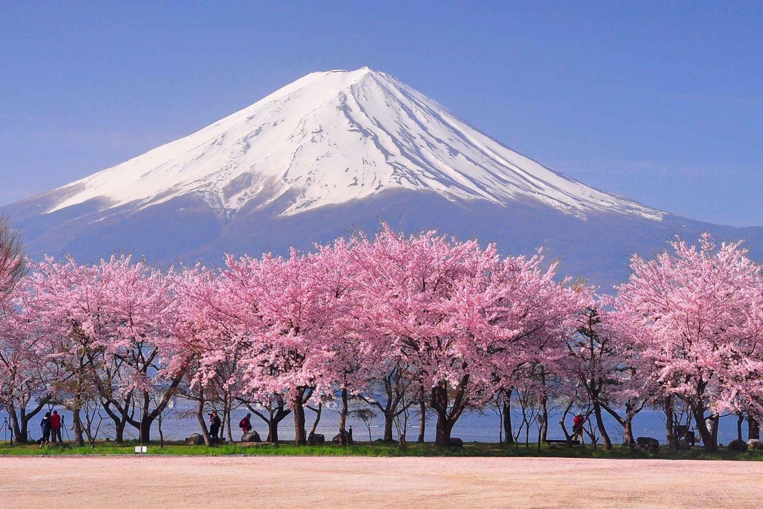 Tokio: Excursión Privada de un Día al Monte Fuji y los Cerezos en Flor de Hakone