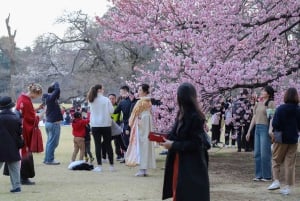 Tokio: Excursión Privada de un Día al Monte Fuji y los Cerezos en Flor de Hakone