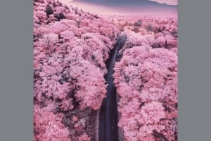 Tokio: Excursión Privada de un Día al Monte Fuji y los Cerezos en Flor de Hakone