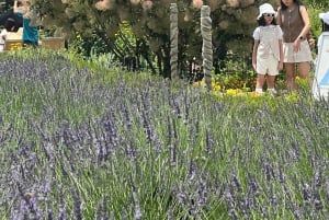 Tokio: prywatna wycieczka na górę Fuji i do Hakone z angielskojęzycznym kierowcą