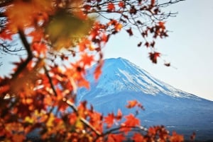 Tokyo: Mt. Fuji Hidden Gems and Aokigahara Forest Tour