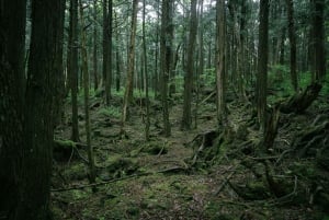 Tokyo: Mt. Fuji Hidden Gems and Aokigahara Forest Tour