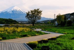 Tokyo: Mt. Fuji Hidden Gems and Aokigahara Forest Tour