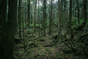 Tokyo: Mt. Fuji Hidden Gems and Aokigahara Forest Tour