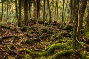 Tokyo: Mt. Fuji Hidden Gems and Aokigahara Forest Tour