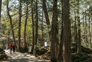 Tokyo: Mt. Fuji Hidden Gems and Aokigahara Forest Tour