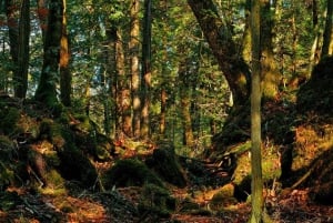 Tokyo: Mt. Fuji Hidden Gems and Aokigahara Forest Tour