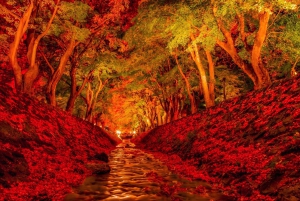 Tokyo: Mt Fuji Lake Kawaguchi & Yamanaka Hot Spring Day Tour