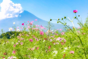 Tokyo: tour del Monte Fuji e del lago Kawaguchiko senza pranzo