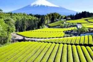 Tokyo: Mt Fuji Private Day Tour with English-Speaking Driver