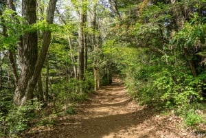 Tokio: Natur- und Kulturwanderung auf dem Berg Takao mit privatem Guide