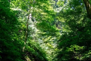 Tokio: Natur- und Kulturwanderung auf dem Berg Takao mit privatem Guide