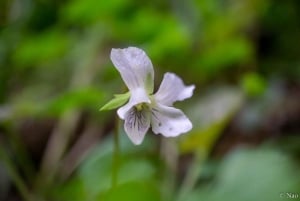Tokio: Natur- und Kulturwanderung auf dem Berg Takao mit privatem Guide