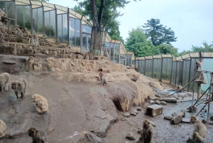 Tokyo: Mt Takao-tur med ramen og tatoveringsvennlig varm kilde