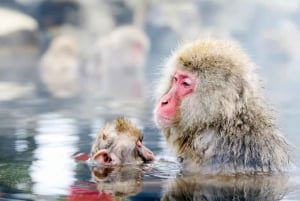 Токио: однодневная поездка в Нагано с дзэн-каллиграфией и чайной церемонией