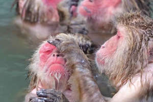 Токио: однодневная поездка в Нагано с дзэн-каллиграфией и чайной церемонией