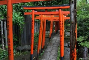 Tokyo: Nezu Shrine Guided Tour with Azalea Festival