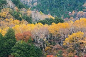 Tokio: Nikko privé dagtour naar werelderfgoed, volledig op maat gemaakt