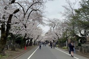 Tokio Casco antiguo tradicional~Yanaka , Nezu y Ueno Sakuragi