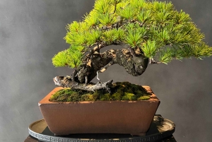 Tokyo: Omotesandos estetiska flykt till Beni Museum