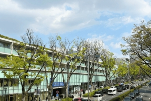 Tokion popkulttuuri- ja perinteet-kierros: Meiji-pyhäkkö – Harajuku