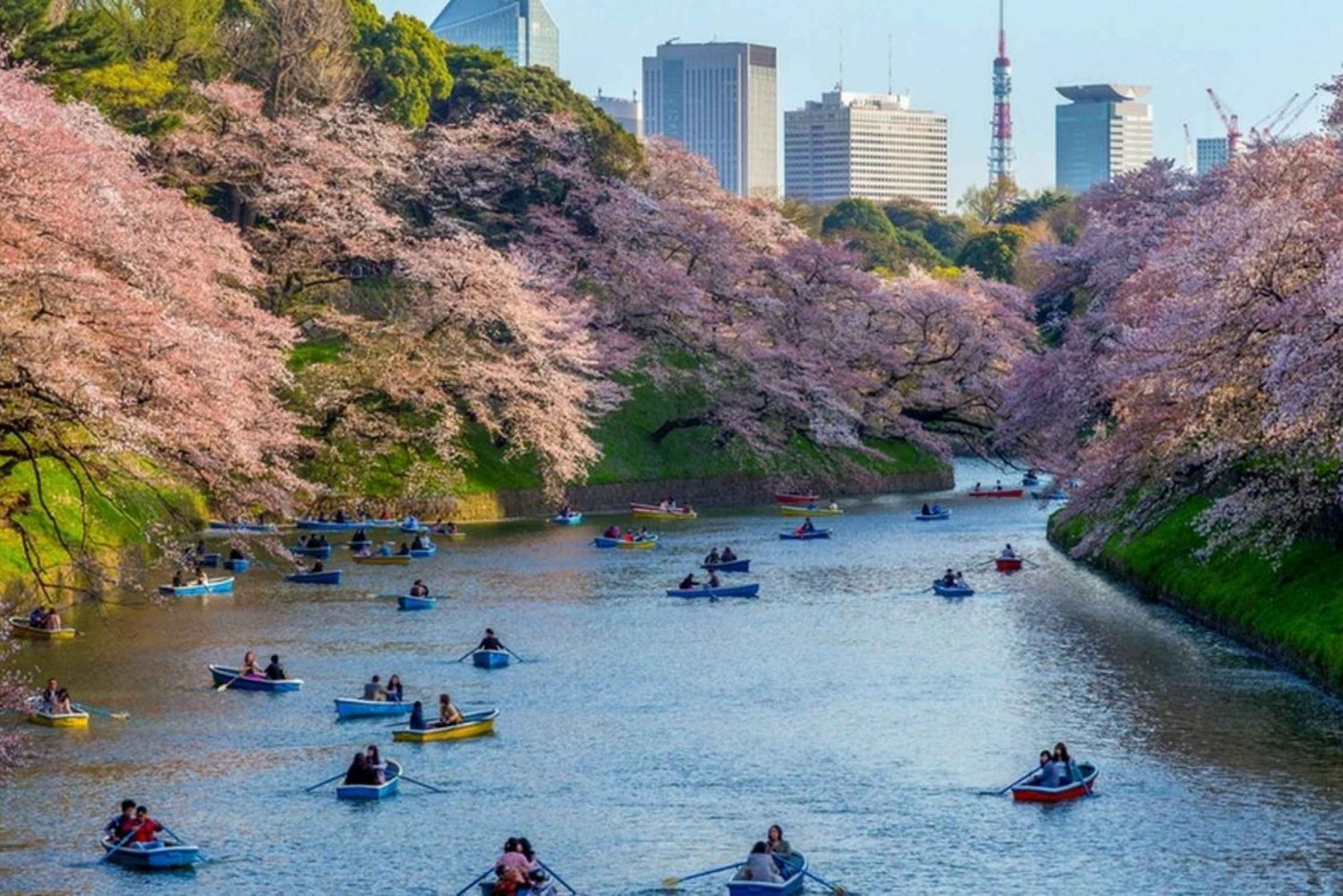 Tokyo : Expérience privée de la floraison des cerisiers