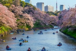 Tokio: Prywatne doświadczenie kwitnącej wiśni