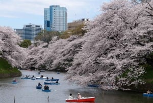 Tokio: Prywatne doświadczenie kwitnącej wiśni