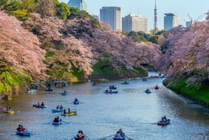 Tokyo Private Cherry Blossom Tour – Picnic Included