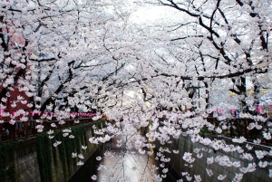 Tokyo Private Cherry Blossom Tour – Picnic Included