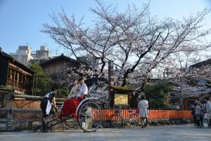 Tokyo Private Cherry Blossom Tour – Picnic Included