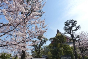Tokyo Private Cherry Blossom Tour – Picnic Included
