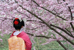 Tokyo Private Cherry Blossom Tour – Picnic Included
