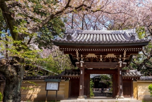 Tokyo Private Cherry Blossom Tour – Picnic Included