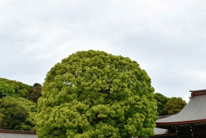 Tokio: Tour privado de la ciudad personalizable con chófer