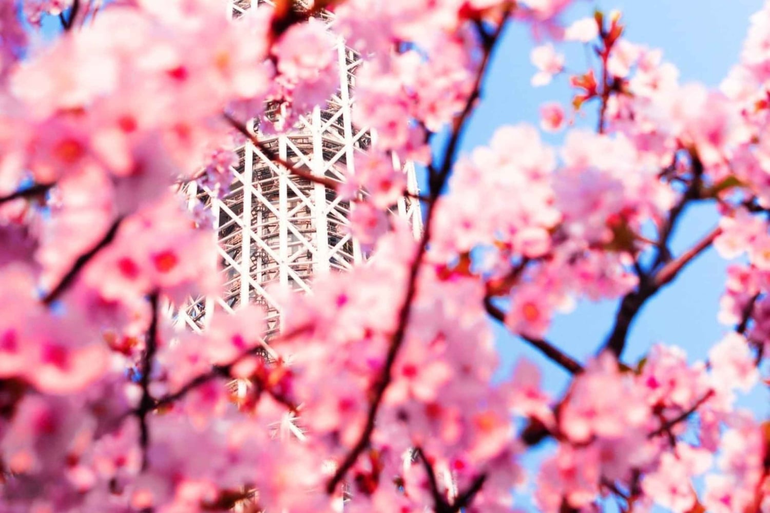 Privat dagstur i Tokyo med engelsktalende sjåfør