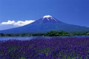 Tokyo : visite privée de luxe au mont Fuji avec guide anglophone