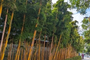 Tokio: Yksityinen aamujuoksukierros ja sento-kylpy