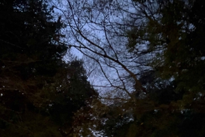 TOKYO: Pro Gardener Guides Gardens per e-bike - NACHT