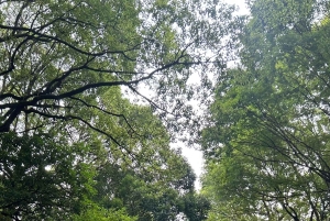 Tokyo: Shibuya & Harajuku With Meiji Shrine Prayer & Ema