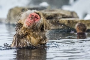 Tokio: tour privado personalizable de un día para ver monos de nieve y Nagano